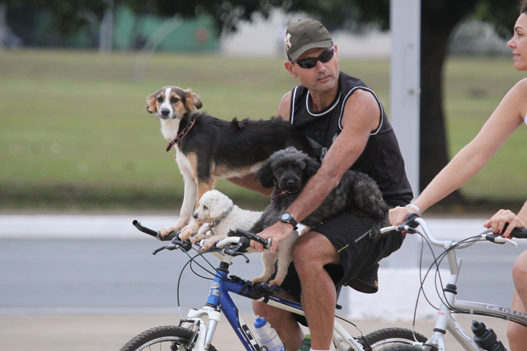 прогулка с собакой на велосипеде