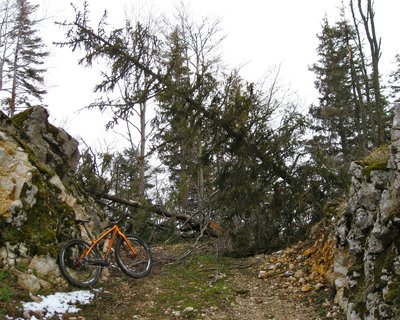 В Британии велосипедист остался жив после падения на него тяжелой ветки дерева