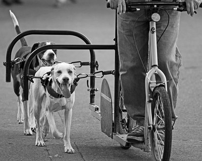 Поездка на Dogpowered Scooter с вашей собакой принесет много удовольствия 